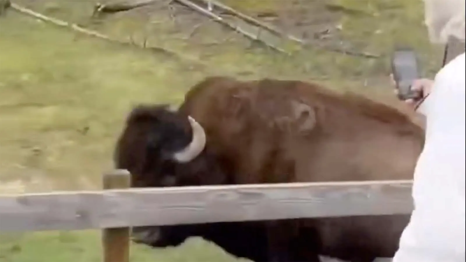 Yellowstone Tourists Laugh At 'Performing Bison' That Was Ready To Mangle Them