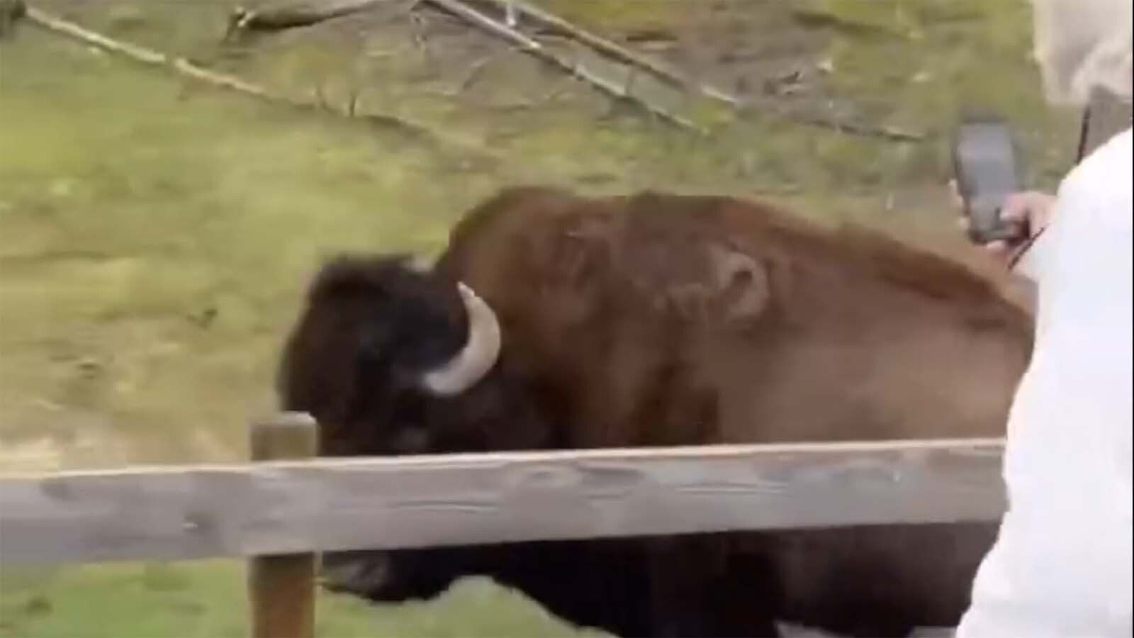 Video of a hopping bison getting crowded by tourists at Yellowstone National Park has been viewed nearly 10 million times since Friday. What many people don’t realize is the bison wasn’t being playful, it was read to mangle them, a biologist says.