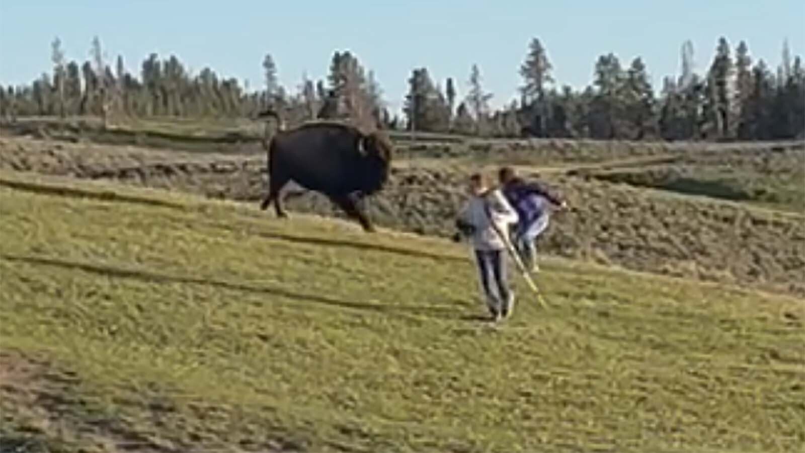 A well-known Yellowstone photographer just posted video of two tourists who nearly escaped being gored earlier this summer. She told Cowboy State Daily the tourists were repeatedly warned to leave the area but ignored the warnings and were almost impaled.