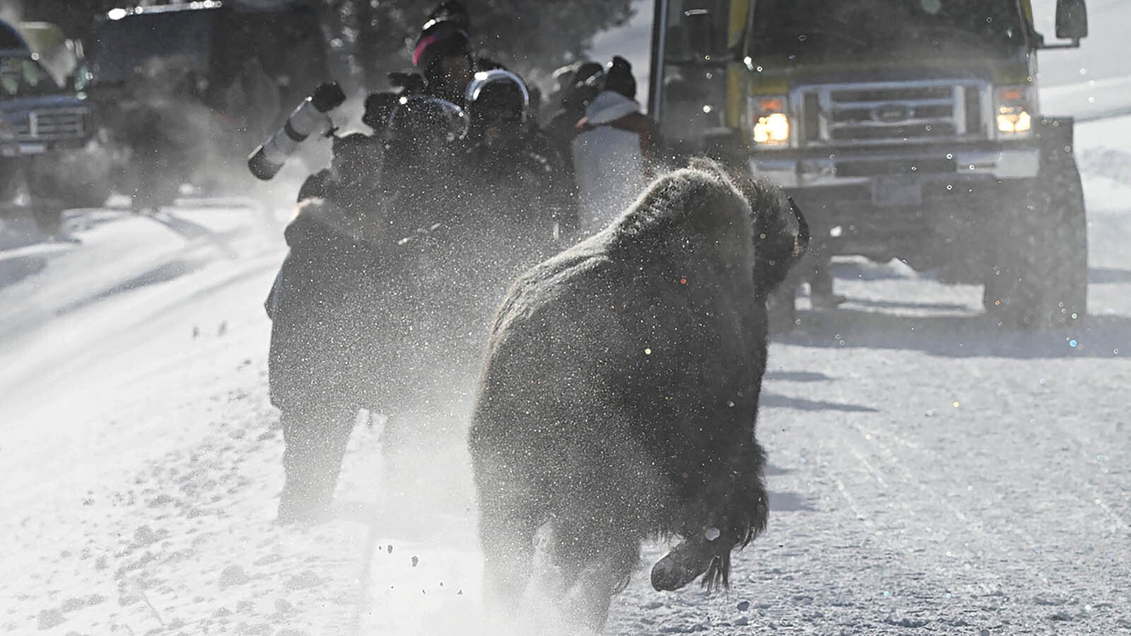 Jeff Vanuga of Dubois, Wyoming, captured a remarkable sequence of a wolf pack taking down and devouring a bison, then the bison's herd getting upset and charging people on a nearby road.