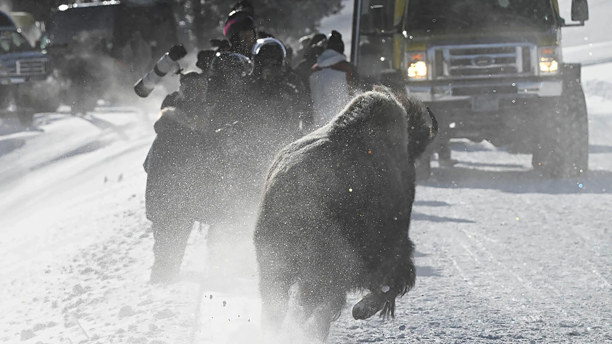 Bison Rodeo Angry Bison Charges Into Crowd Watching Wolf Pack In Yellowstone ...