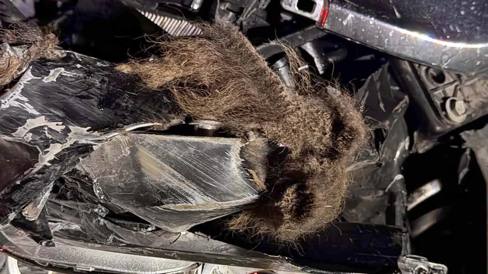 Bison fir is caught in the engine of the Dodge Ram after it was hit at 40 mph Thursday night in Yellowstone National Park.