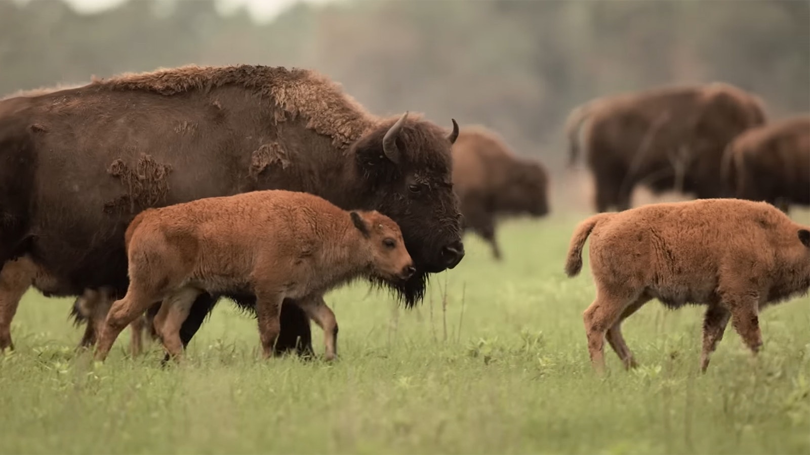 An image from a PBS program on Ken Burns' new documentary on the American Bison.