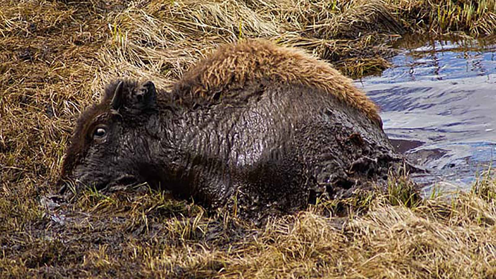 A Bison cow managed to pull herself free of the water in muck in Yellowstone National Park’s Blacktail Pond. The area is notorious for bison drownings.