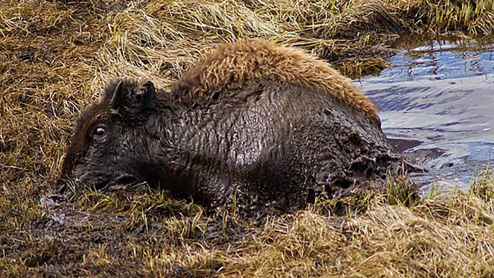 A Bison cow managed to pull herself free of the water in muck in Yellowstone National Park’s Blacktail Pond. The area is notorious for bison drownings.