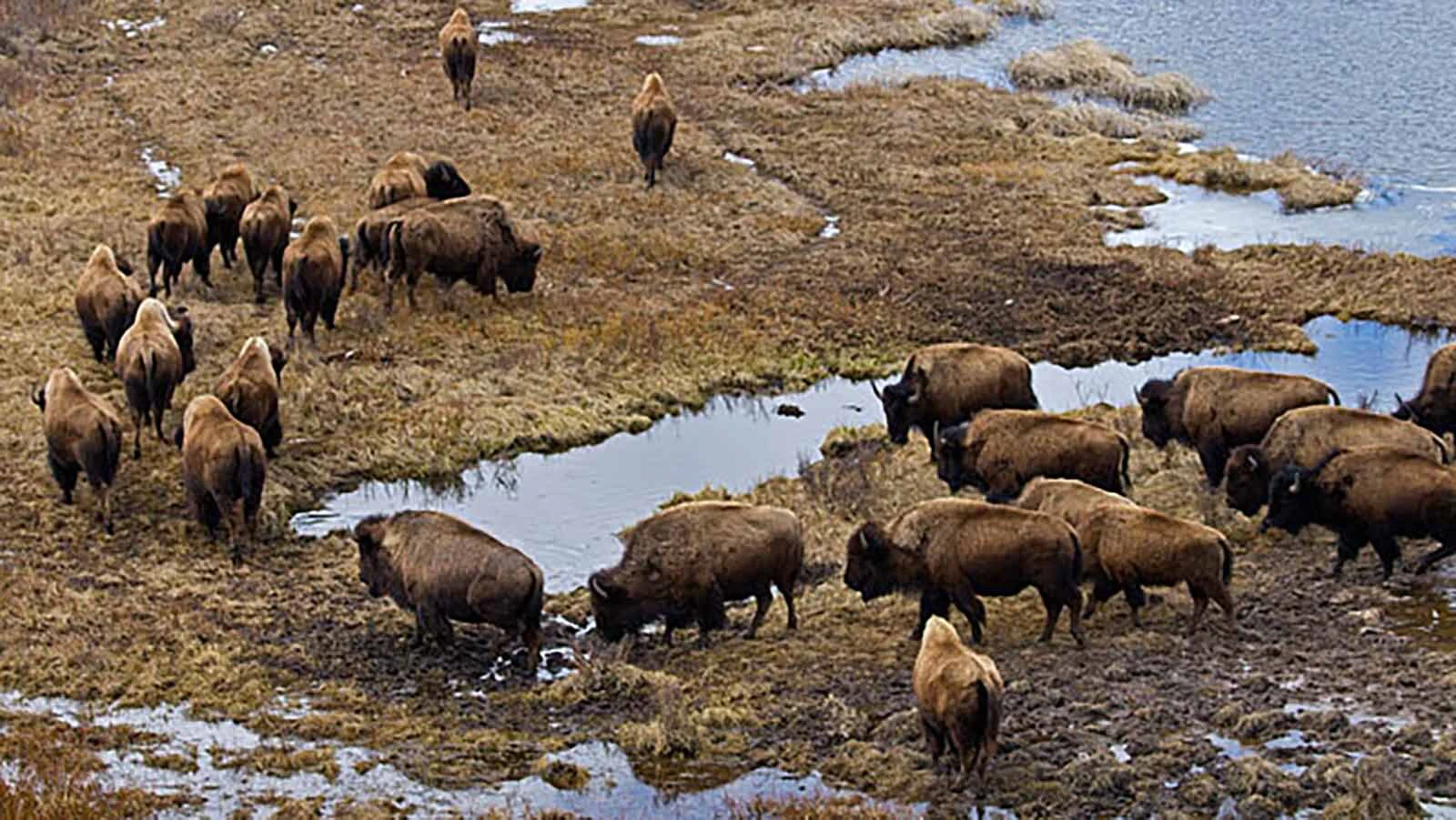  Bison must be cautious when passing through the Blacktail Pond area in Yellowstone National Park. Many animals get stuck in the muck and drown there.