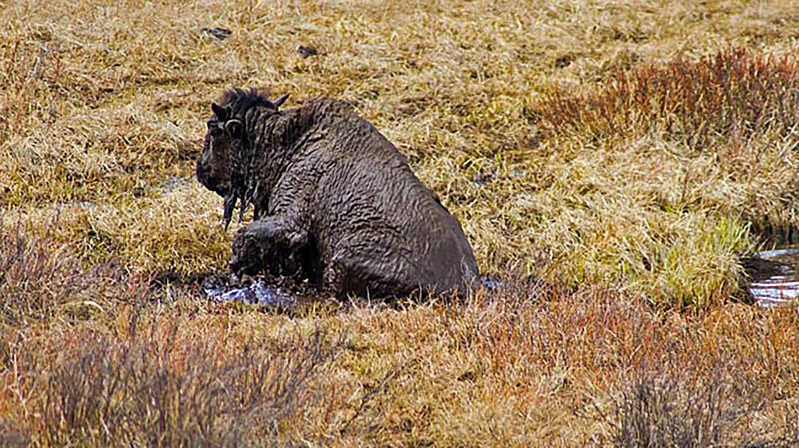 A Bison cow managed to pull herself free of the water in muck in Yellowstone National Park’s Blacktail Pond. The area is notorious for bison drownings.