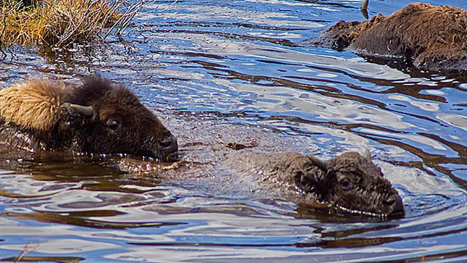  Bison must be cautious when passing through the Blacktail Pond area in Yellowstone National Park. Many animals get stuck in the muck and drown there.