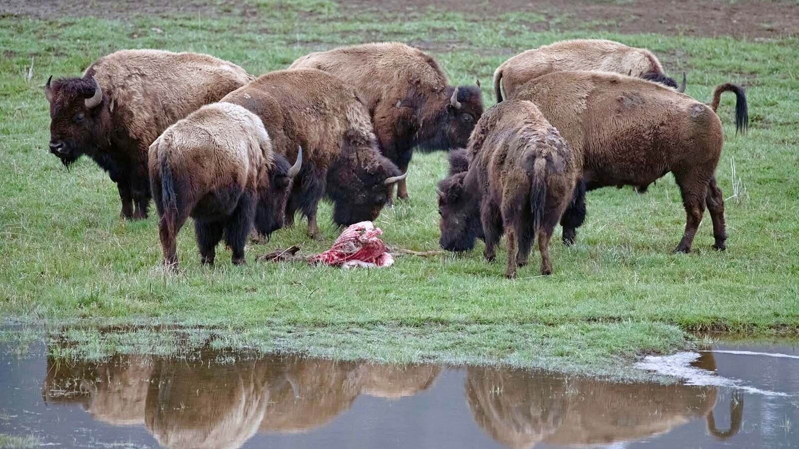 Bison behavior is a largely unexplored realm, but anecdotal evidence suggests that bison might have specific behaviors associated with death and "mourning." Here, a herd of bison circles an elk carcass in the Lamar Valley in 2023.