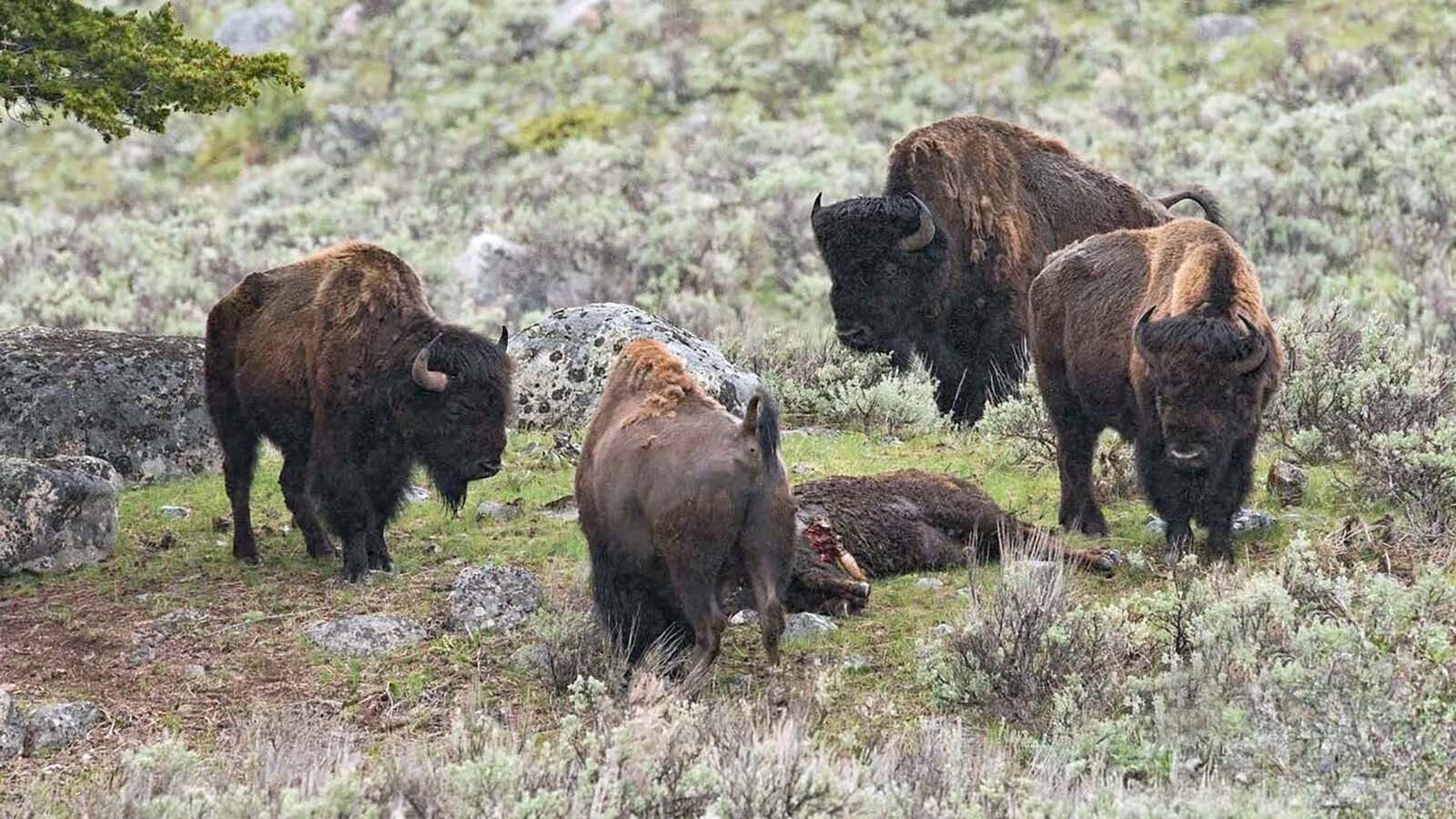 Bison behavior is a largely unexplored realm, but anecdotal evidence suggests that bison might have specific behaviors associated with death and "mourning."  Here, a herd of bison investigate a wolf-killed comrade near Blacktail Pond in 2020.