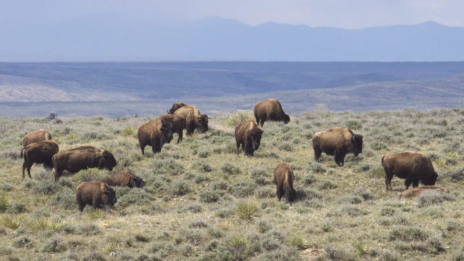 The American Prairie conservation organization has been grazing bison on Bureau of Land Management permits in northern Montana for 20 years. Now, the BLM is saying the bison should be removed and the land used for cattle grazing only.