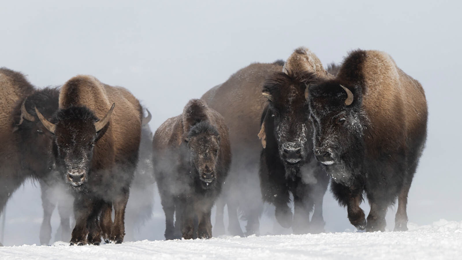 Jeff Vanuga of Dubois, Wyoming, captured a remarkable sequence of a wolf pack taking down and devouring a bison, then the bison's herd getting upset and charging people on a nearby road.