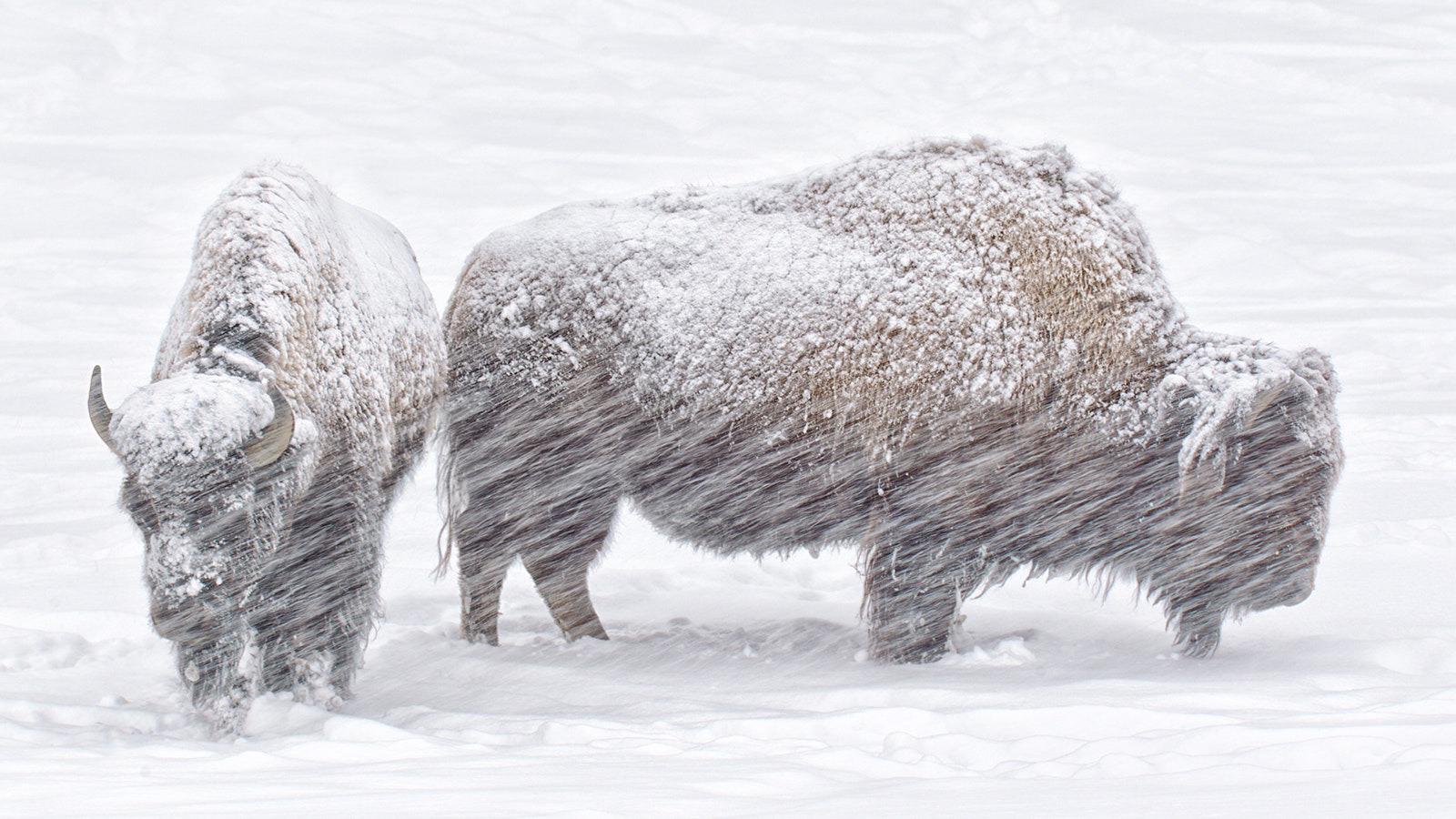 Bison in winter 12 30 24