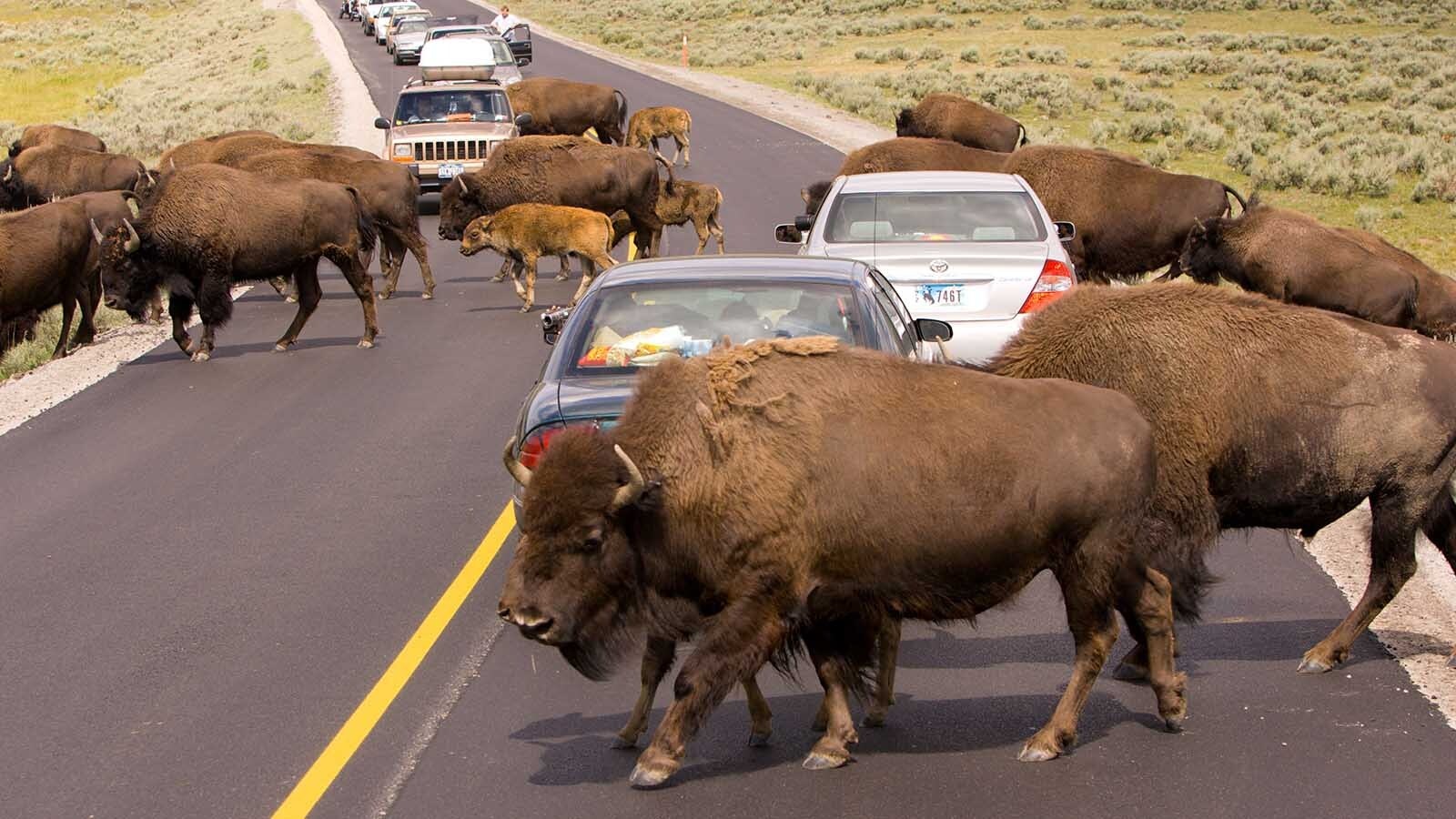When a car hits a deer or antelope, it can mean expensive repairs. Hitting a cow is much worse — and possibly demolish you as well. Wyomingites would be wise not to underestimate how devastating hitting a 1,000-pound cow can be. There are other huge critters that can do as much or more damage, like bison.