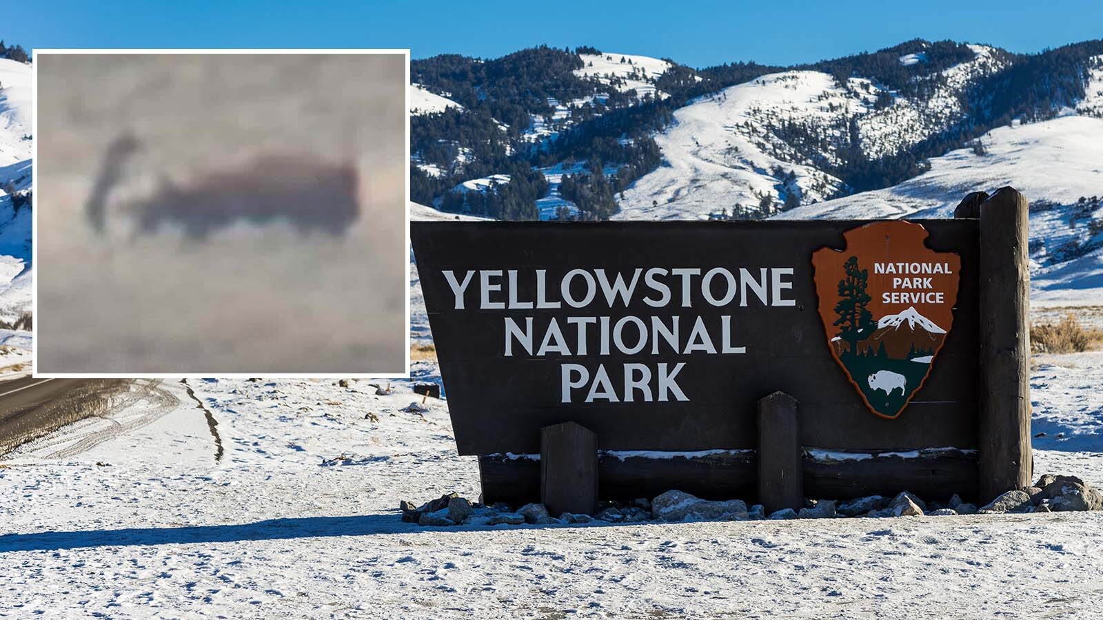 A tour group watched a pack of wolves unsuccessfully try to take down a bison in Yellowstone National Park this past weekend. A guide captured video of one of the wolves that was sent flying after taking a hard kick as the bison fled.