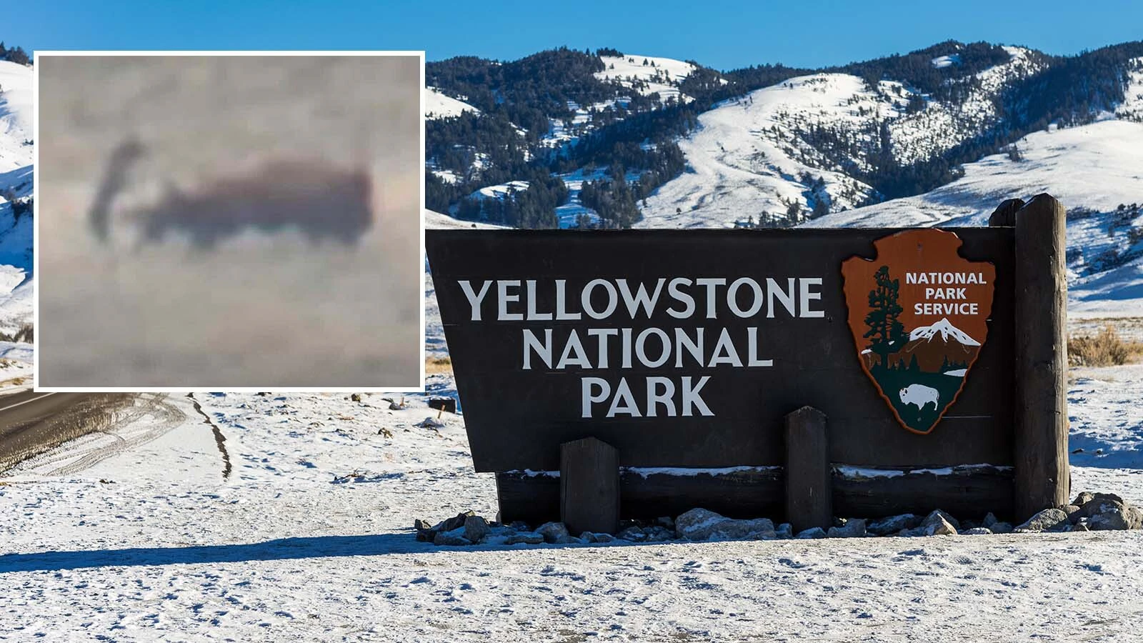 A tour group watched a pack of wolves unsuccessfully try to take down a bison in Yellowstone National Park this past weekend. A guide captured video of one of the wolves that was sent flying after taking a hard kick as the bison fled.