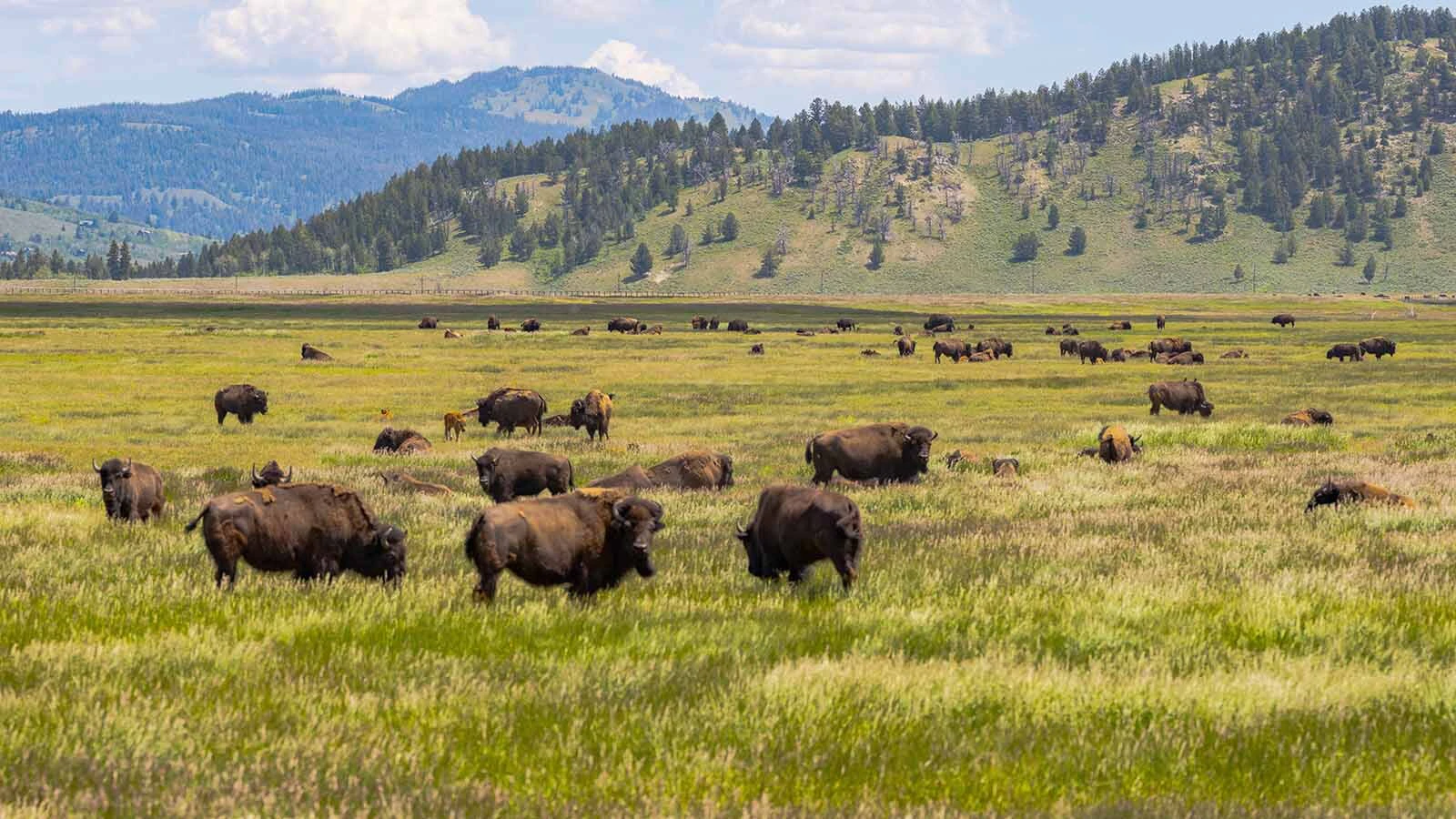 Bison graze on federal land near Grand Teton in northwest Wyoming.