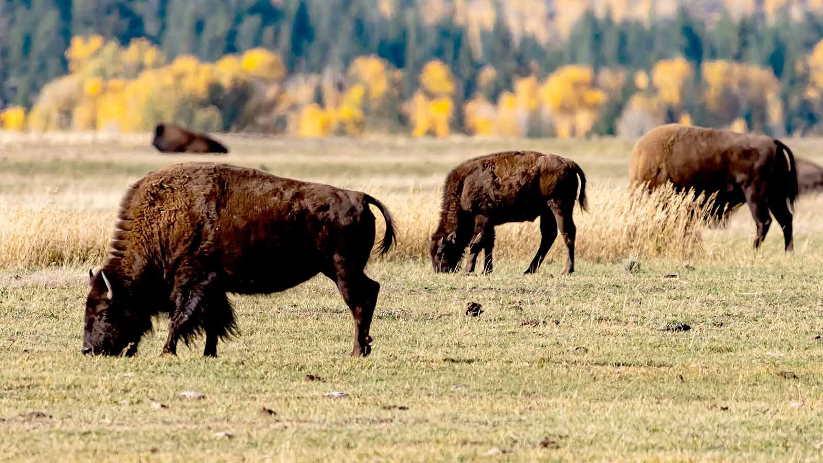 Bison graze on federal land near Grand Teton in northwest Wyoming.