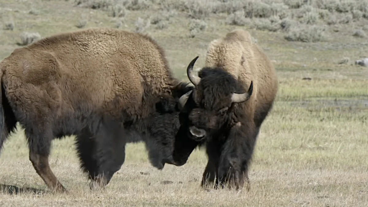 Bison Goring Season In Full Swing: Two Attacks In Two States In Three ...