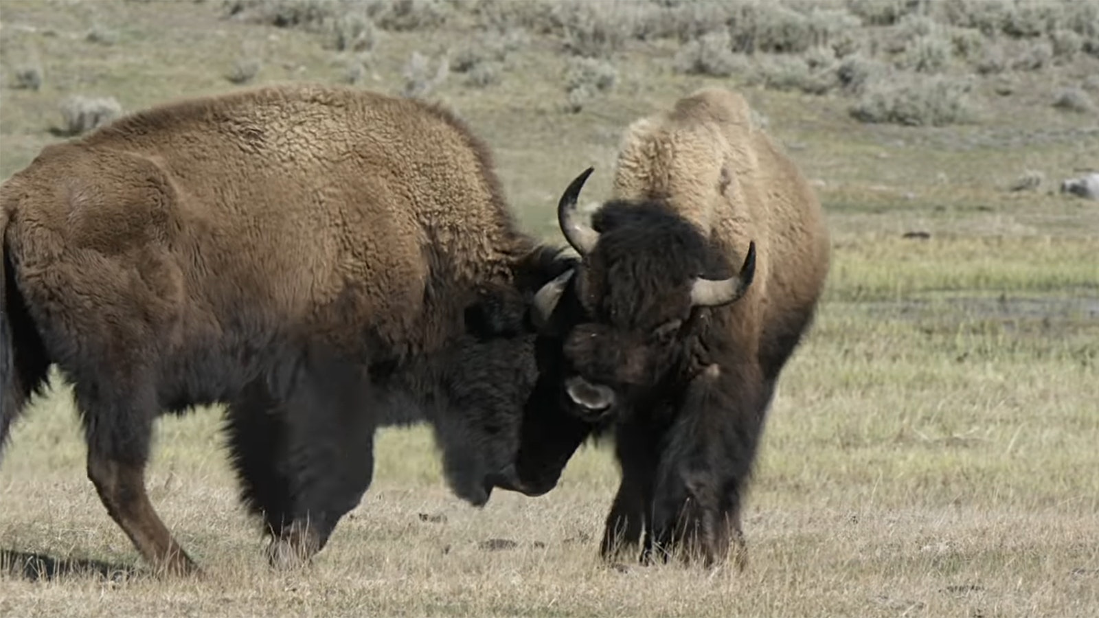 Bison rut 7 18 23