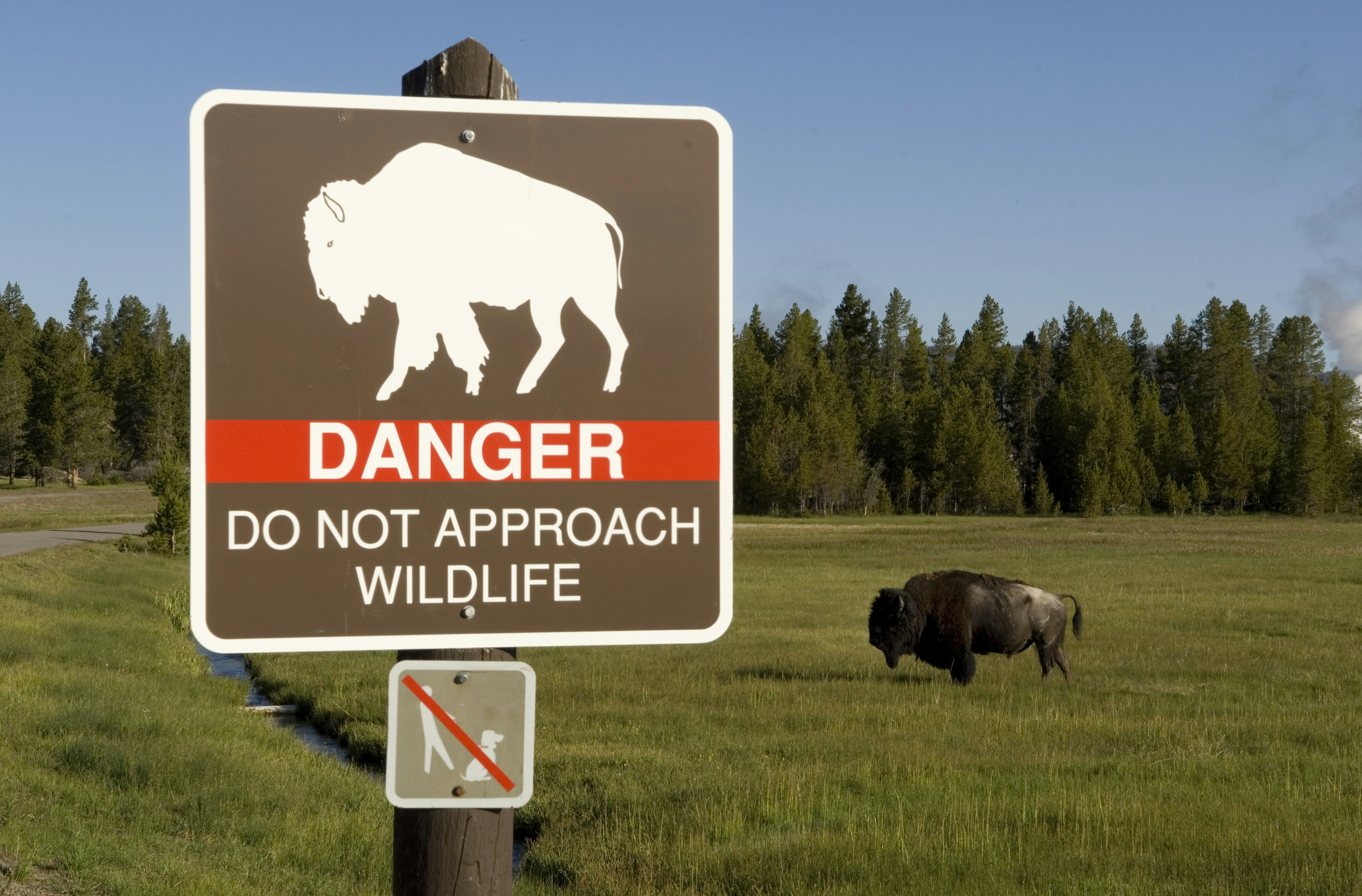 Bison in Yellowstone National Park aren't usually aggressive, but can be dangerous if their space is violated.