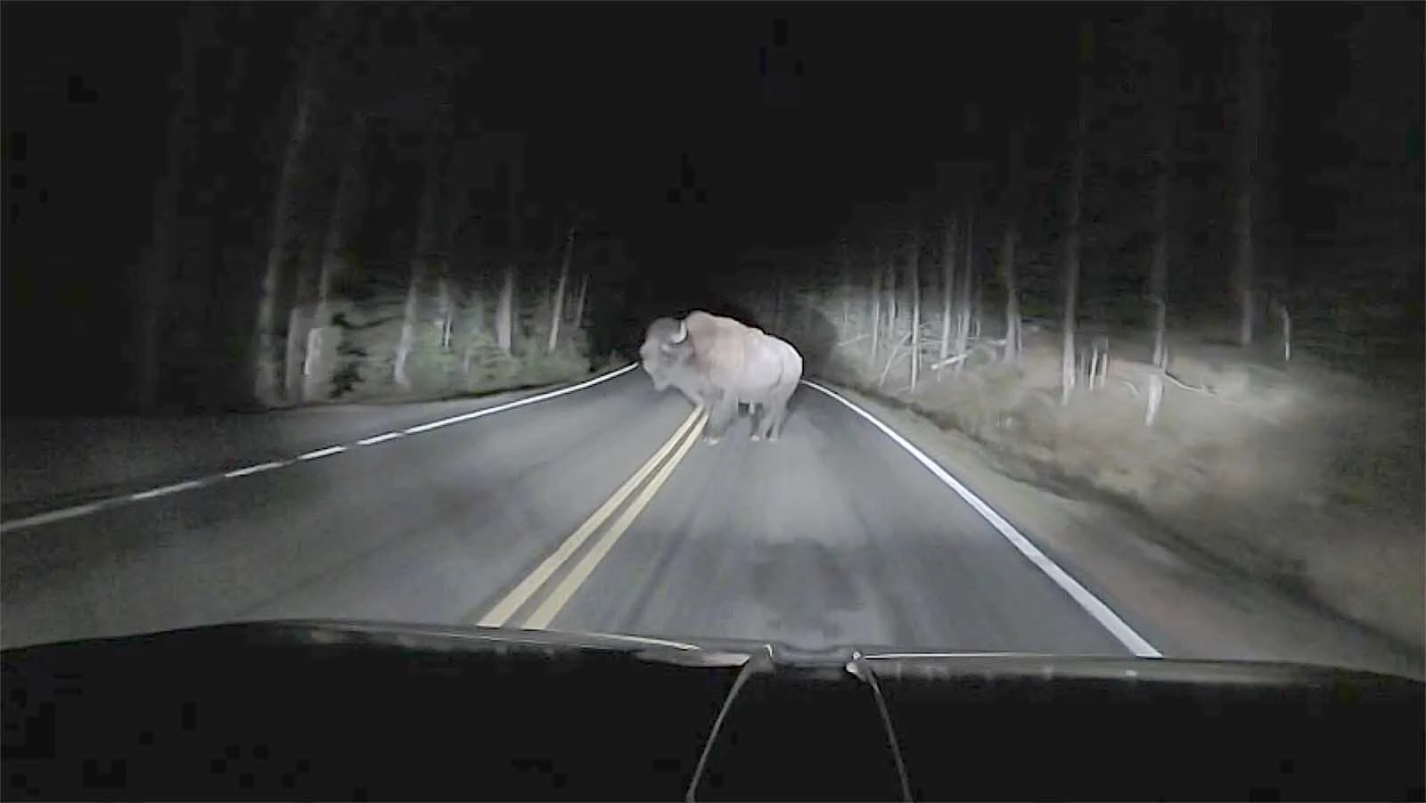 A seasonal mechanic driving through Yellowstone National Park in darkness Thursday morning stopped so he wouldn't hit a bull bison standing in the road at Mud Volcano. The bison hit his truck anyway, leaving a big dent on the hood before running off.