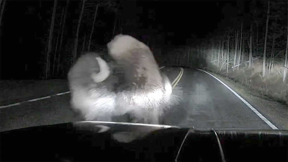 Yellowstone Mechanic Stops So He Doesn't Hit Bull Bison, Bison Hits Him Anyway - Cowboy State Daily image