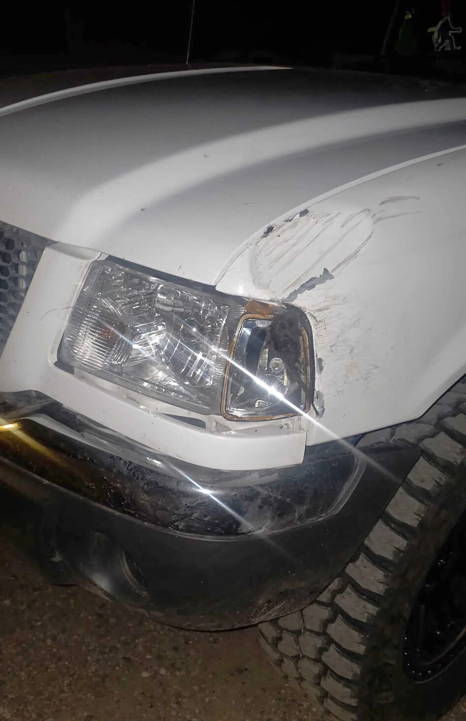 A seasonal mechanic driving through Yellowstone National Park in darkness Thursday morning stopped so he wouldn't hit a bull bison standing in the road at Mud Volcano. The bison hit his truck anyway, leaving a big dent on the hood before running off.