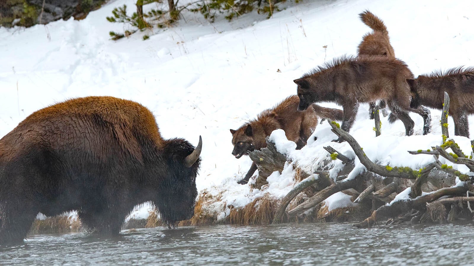 A pack of wolves engaged in a deadly standoff with a lone bison along the Firehole River in Yellowstone National Park on Saturday. Reports are that the wolves eventually prevailed.