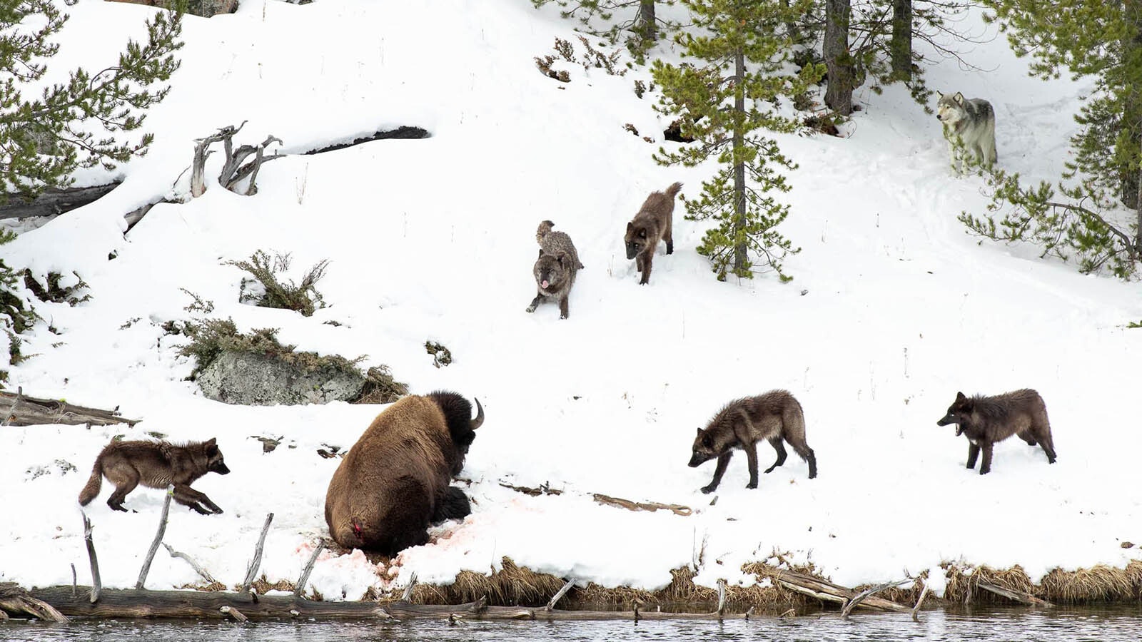 A pack of wolves engaged in a deadly standoff with a lone bison along the Firehole River in Yellowstone National Park on Saturday. Reports are that the wolves eventually prevailed.