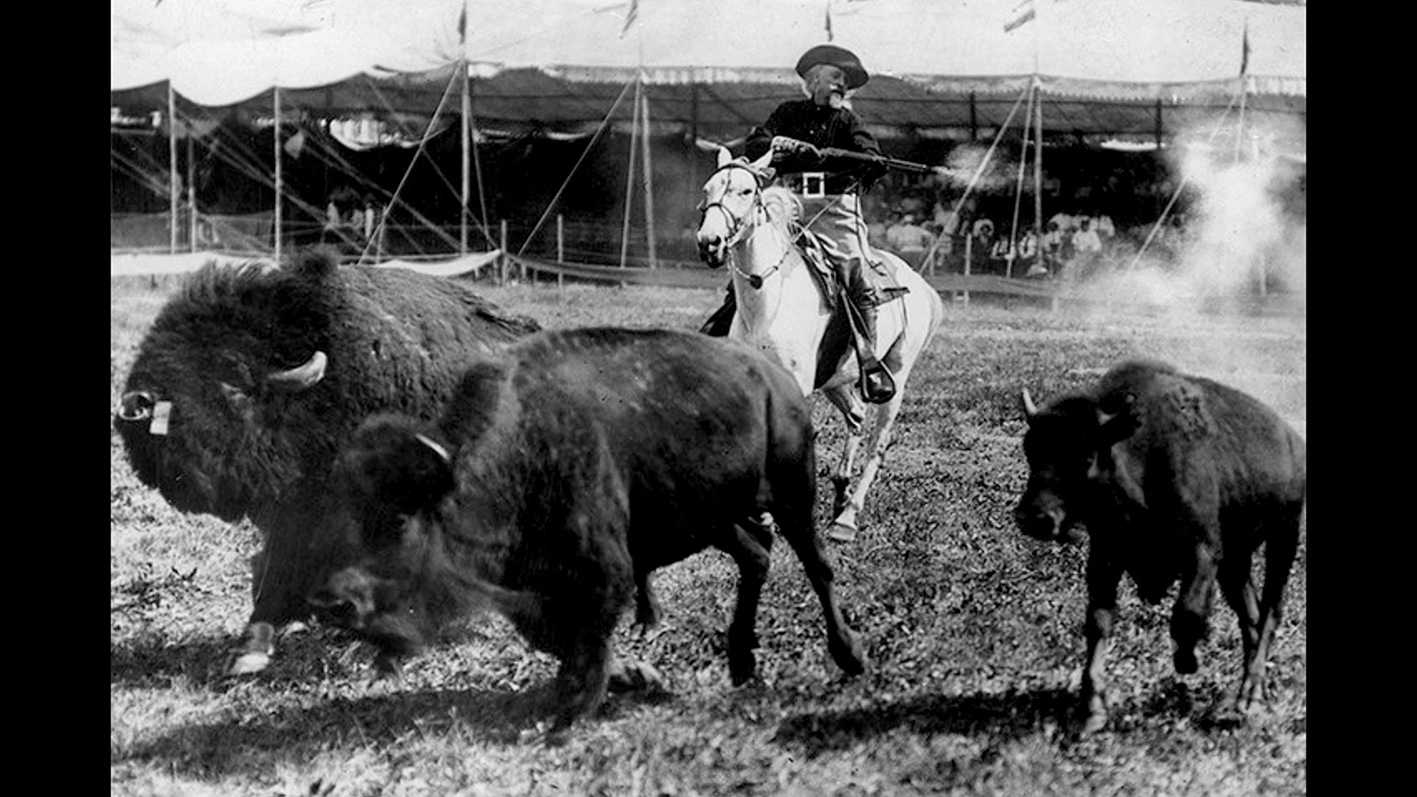 Buffalo Bill Cody made his name killing thousands of buffalo, but in later years he became an advocate for their preservation. He included them in his world-famous Buffalo Bill Cody's Wild West Show.