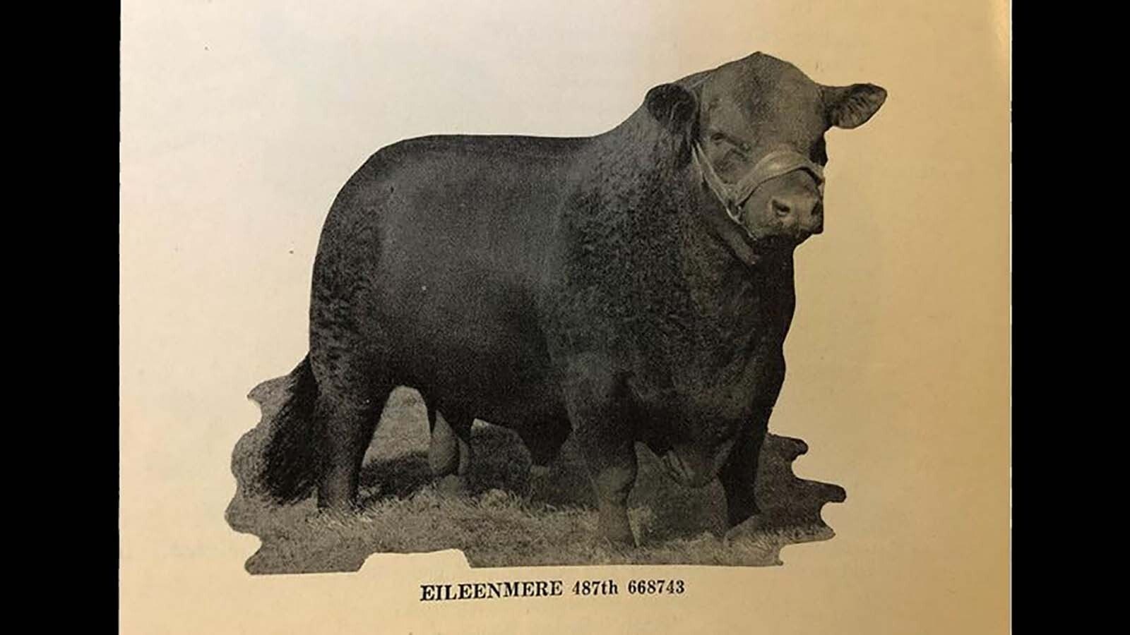 The Eileenmere was a respected bloodline of black angus and registered through the American Angus Association. In the 1970s, the association came up with a plan to save their waning industry. They would certify their angus beef and sell it to the public as mark of a higher quality beef.