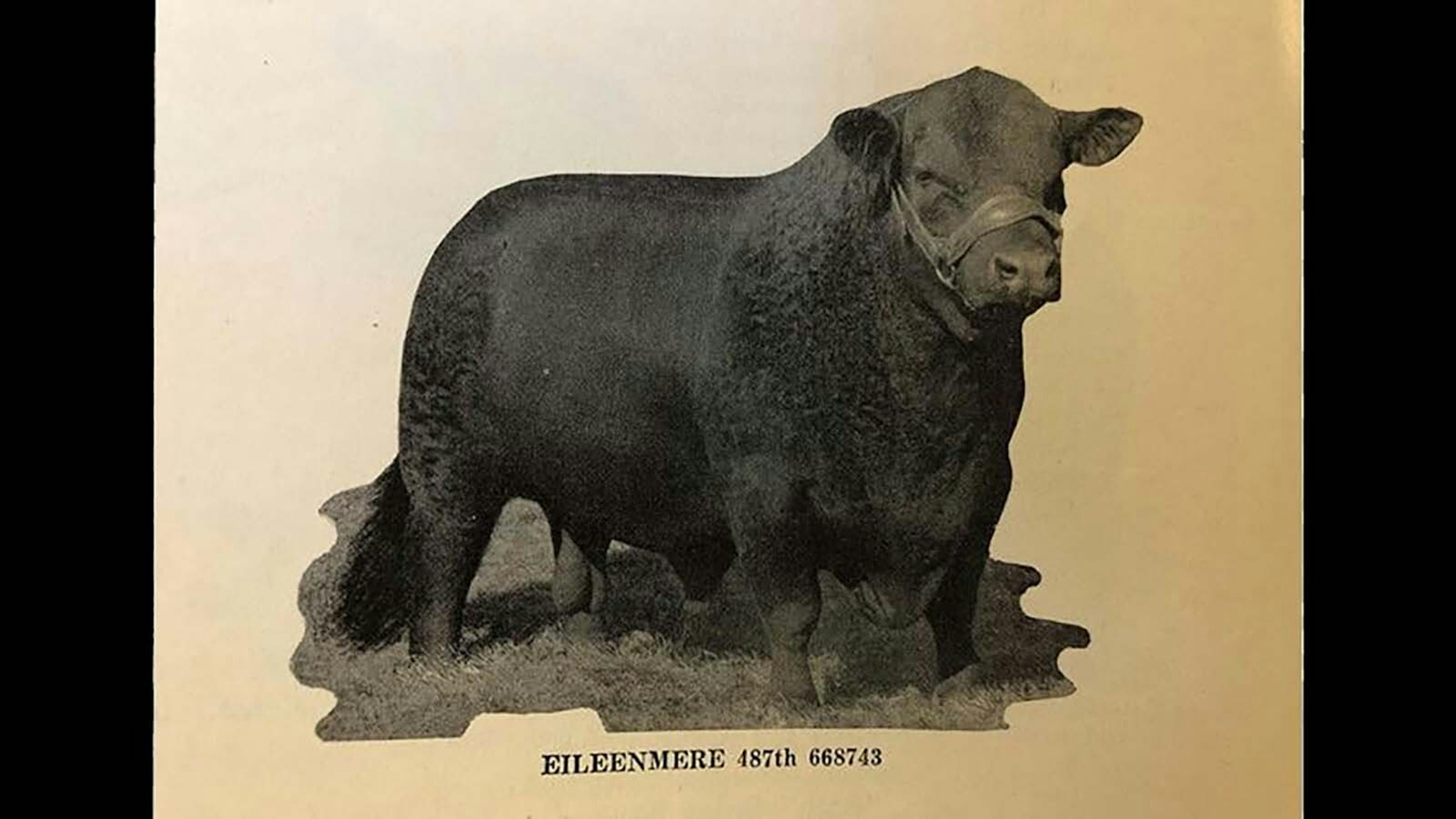 Wyoming Rancher Was At The Birth Of Certified Angus Beef — Drinking ...