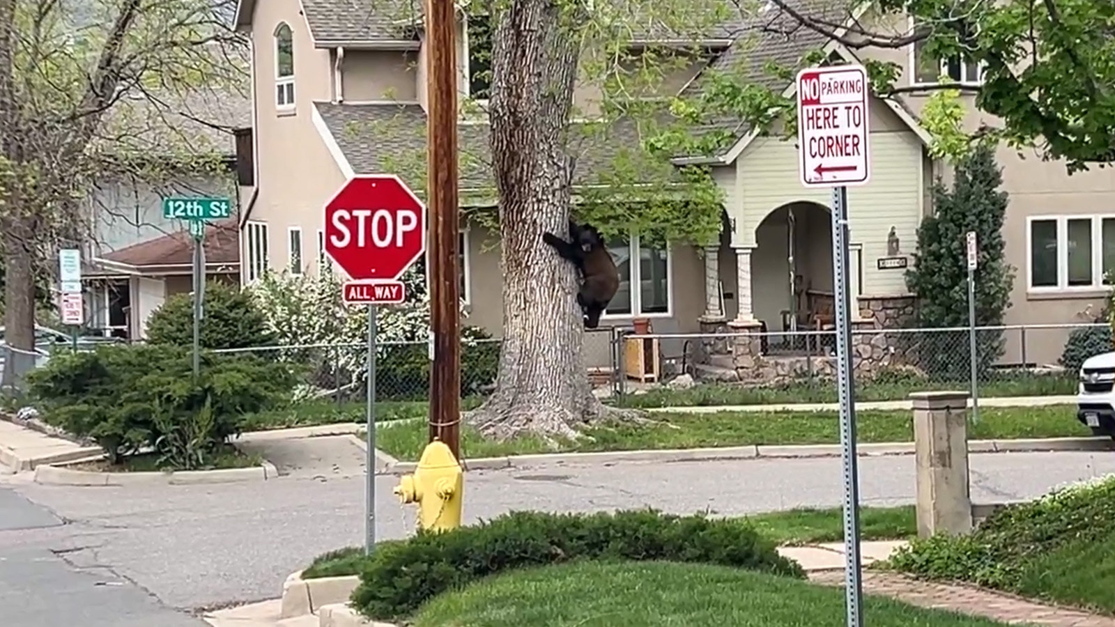 This black bear was treed for hours in a Golden, Colorado, neighborhood. In a final effort to flush the bear out, wildlife officials blased Black Sabbath's "Iron Man" at it. Seems, as the agency posted, "black bears don't mind Black Sabbath."