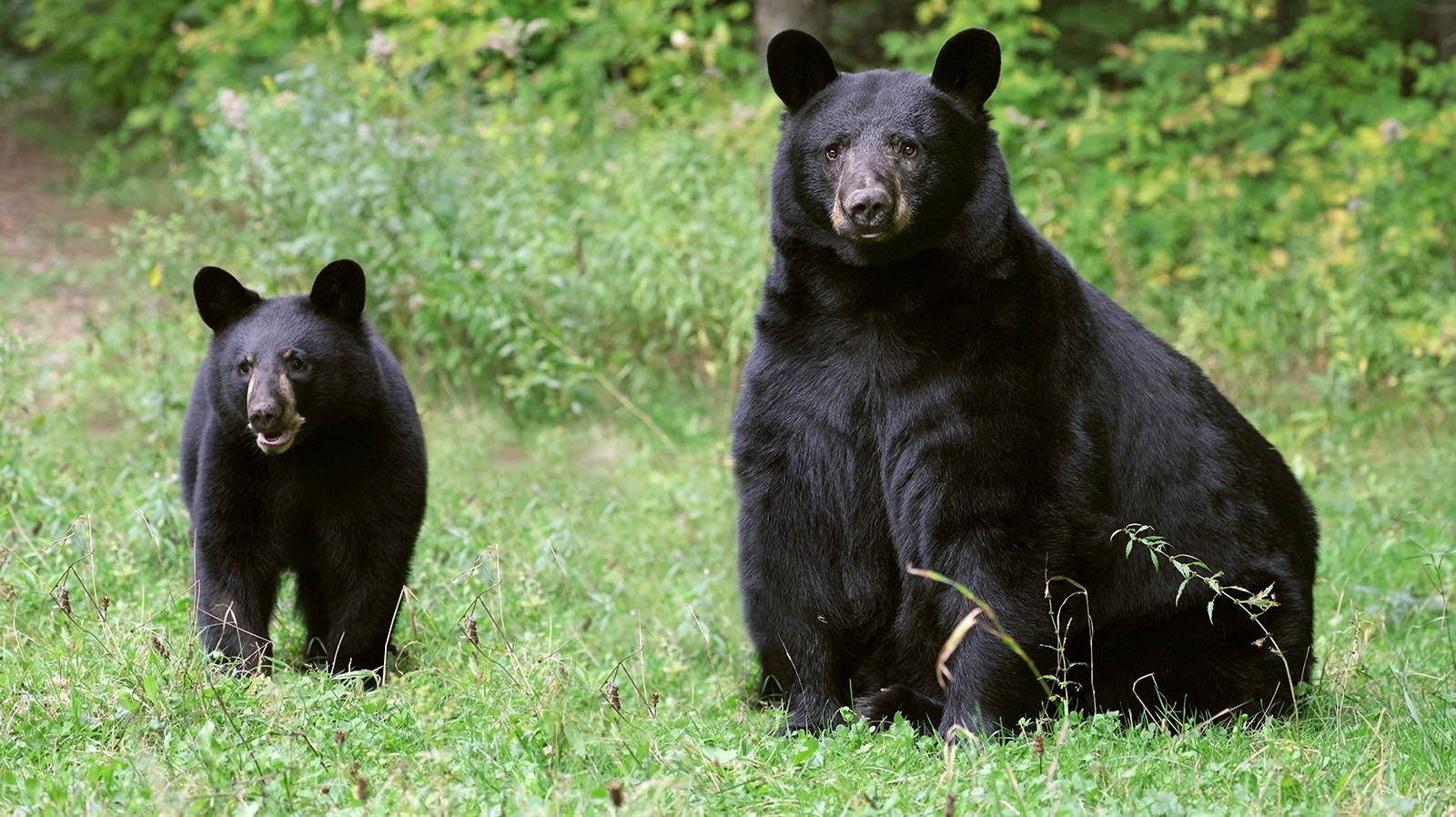 Black bear and cub 8 2 23
