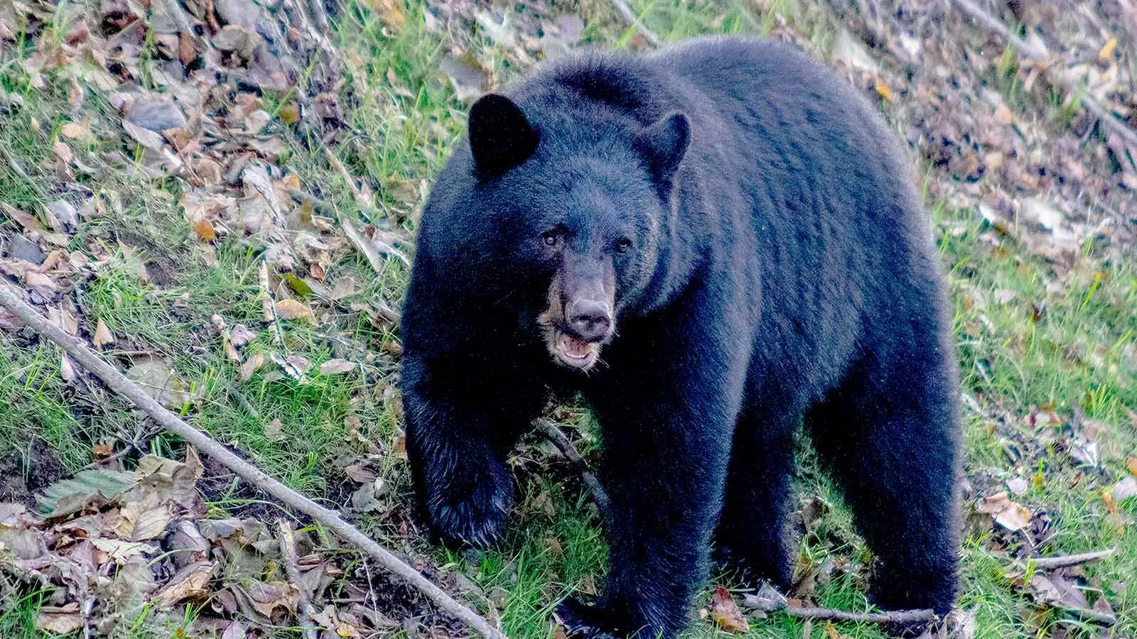 Investigators don’t think a bear or bears that ate parts of a human body found Sunday near Grand Mesa in western Colorado will develop a taste for people. They likely didn’t hunt the person, but instead scavenged someone already dead. Above, and American black bear.