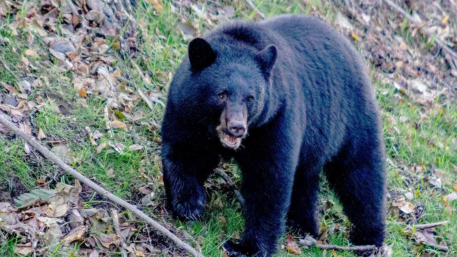 Investigators don’t think a bear or bears that ate parts of a human body found Sunday near Grand Mesa in western Colorado will develop a taste for people. They likely didn’t hunt the person, but instead scavenged someone already dead. Above, and American black bear.