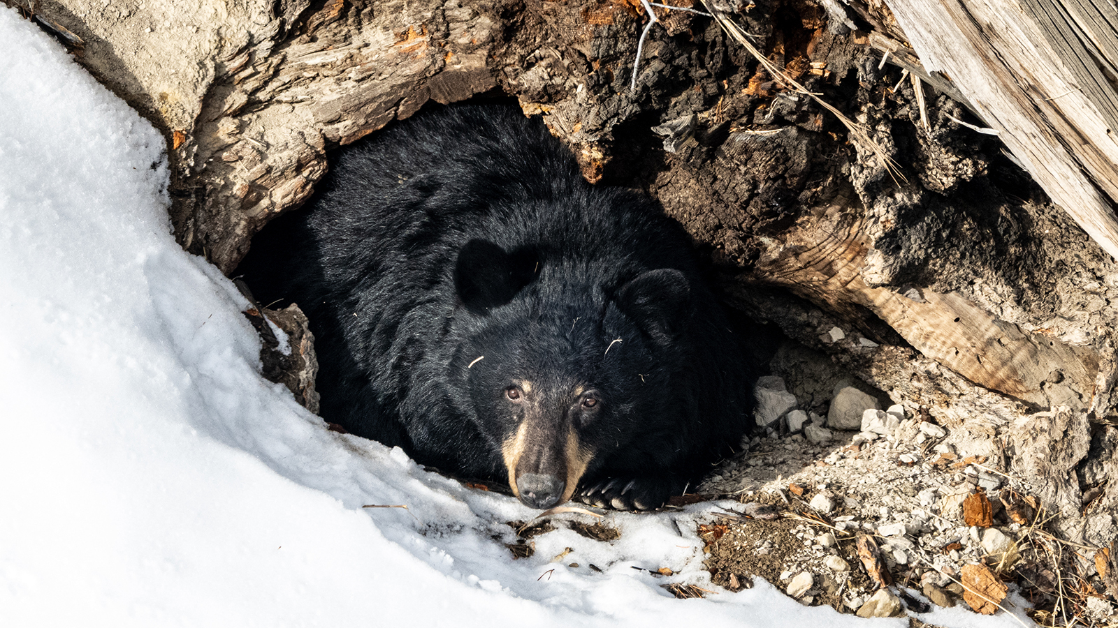 Bears Start Waking Up In Wyoming In March, But Not Much Activity Yet ...