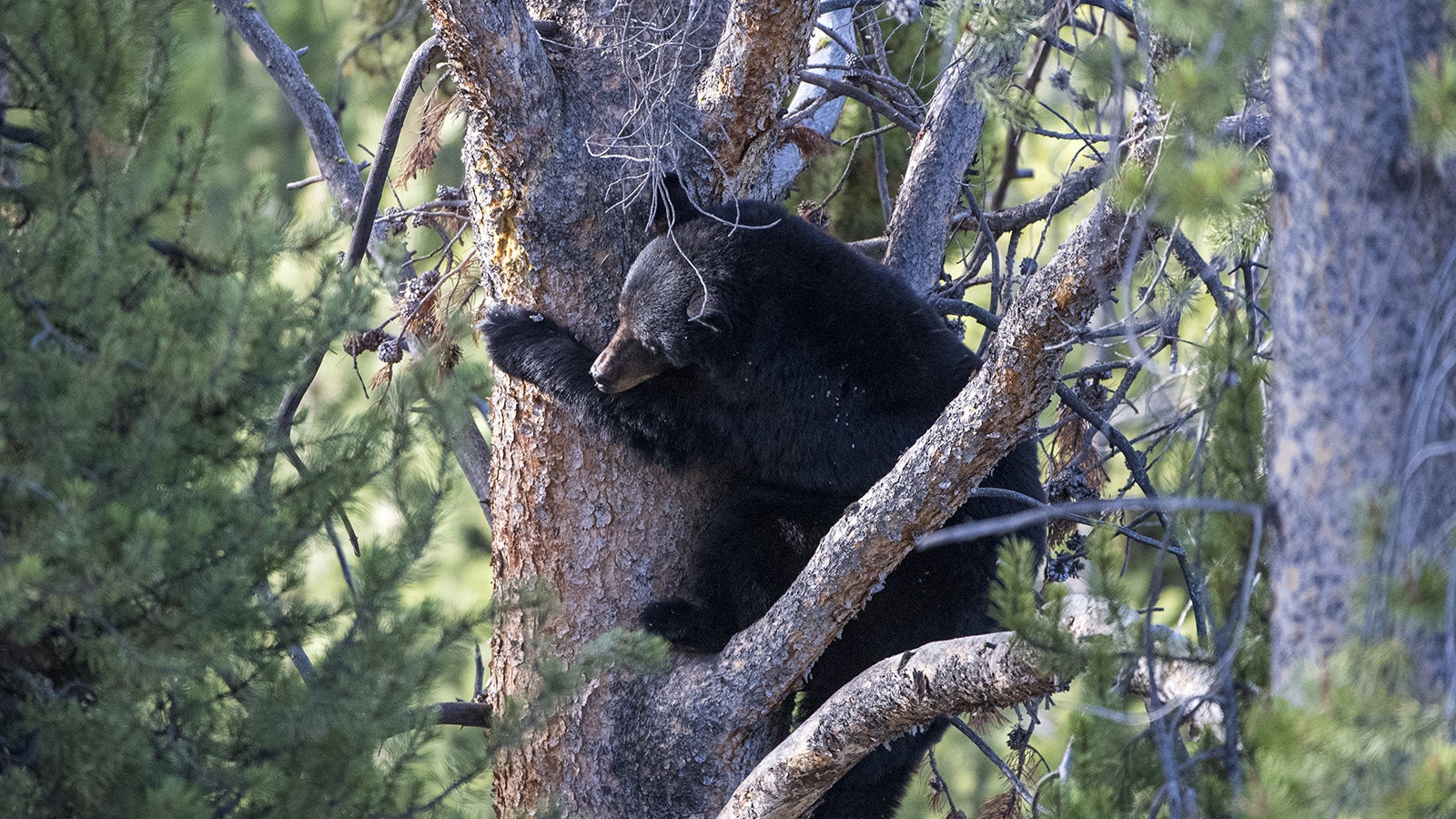 Black bears are good tree climbers, and have been known to follow people up trees on occassion.