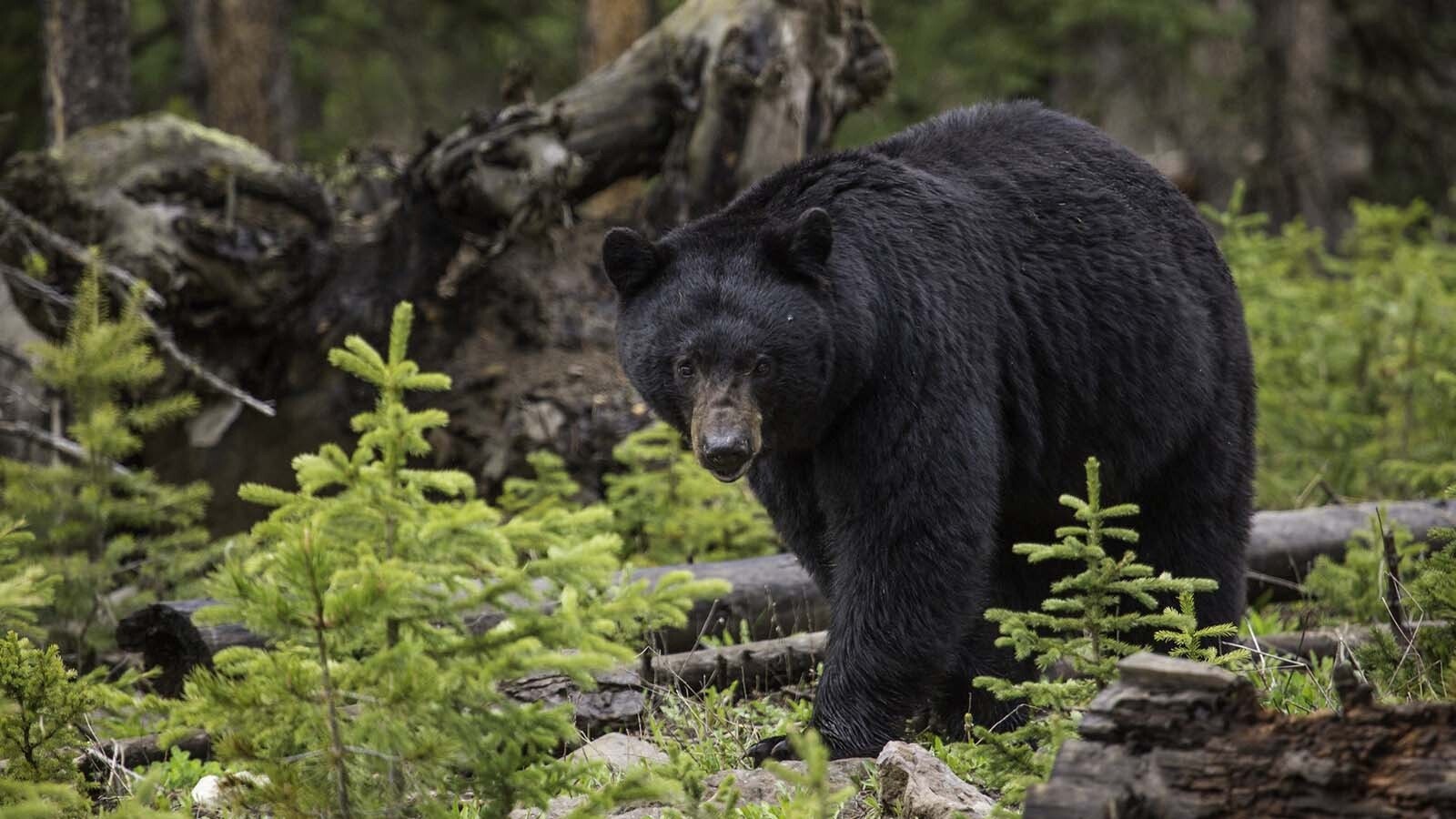 A black bear with a taste for human food that was involved in "a series of concerning incidents" in Yellowstone National Park campgrounds had to be killed, park officials say. The last straw was the bear ransacking a tent and tearing down food storage poles.