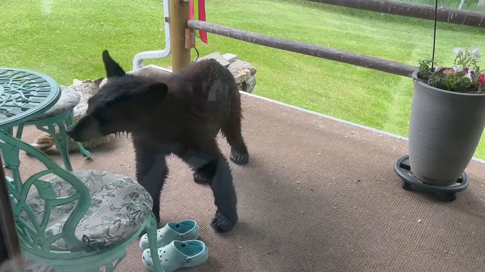 A young male black bear on to the porch of Roseanne and Kim Gentry’s home in Big Horn on the afternoon of June 20, and was later killed by game and fish wardens.