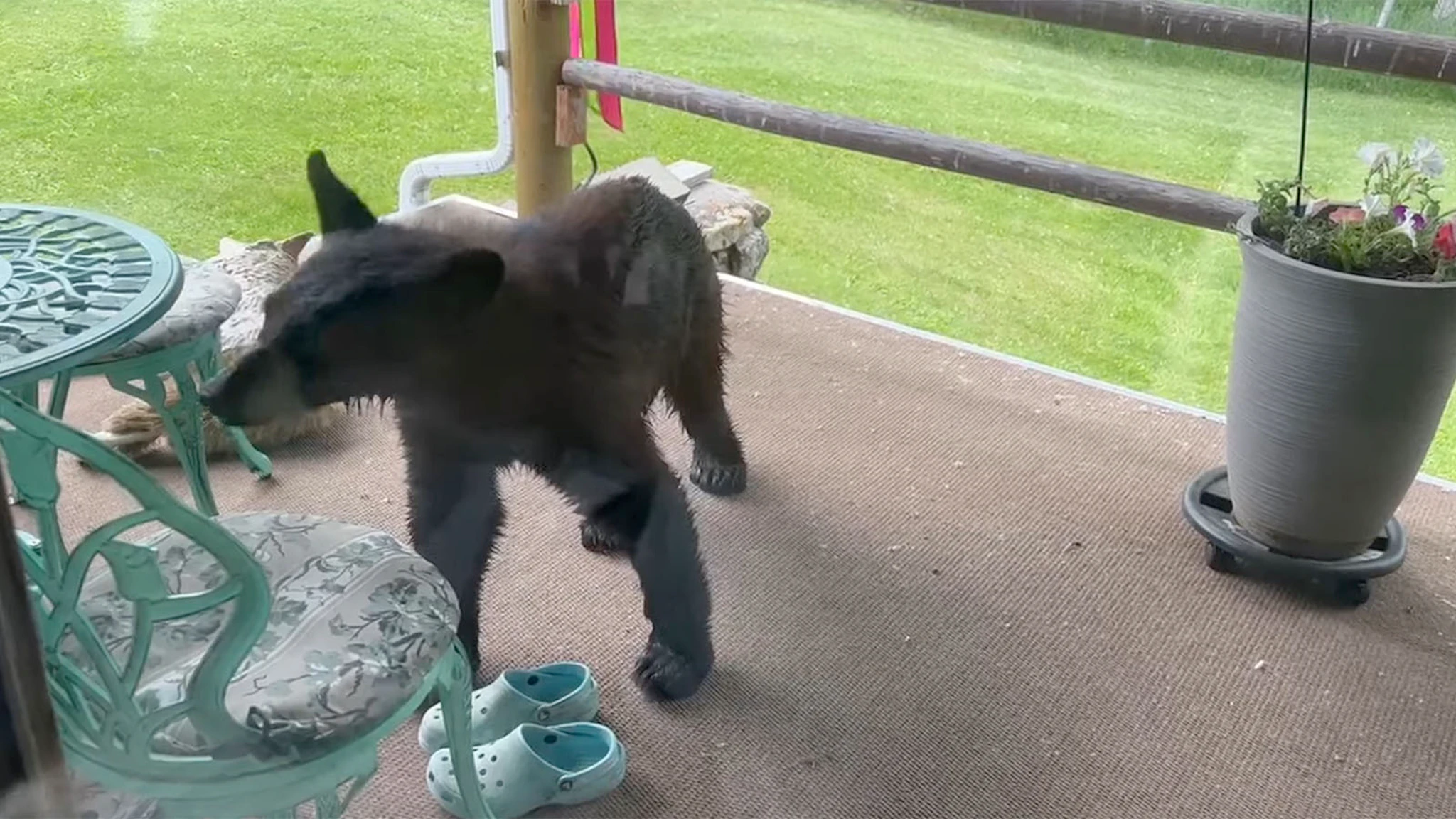 Bear Breaks Into 82 Year Old Woman s House In Colorado Woman Comes Out bear-breaks-into-82-year-old-woman-s-house-in-colorado-woman-comes-out