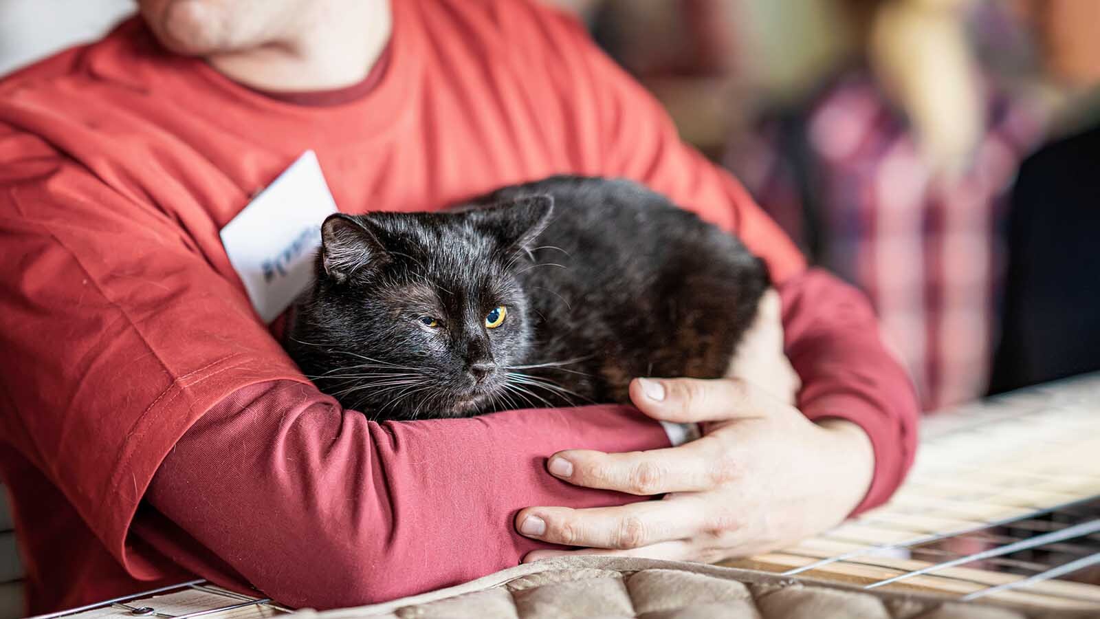 “Black cat bias” is a real thing that keeps them from being adopted from Wyoming animal shelters — even during the Halloween season. Despite their reputation, shelter workers say black cats aren’t witches in disguise or bring bad luck.