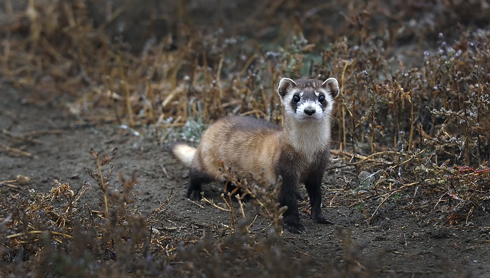 Black-footed ferrets were thought to be extinct before they were rediscovered in Wyoming in 1981.