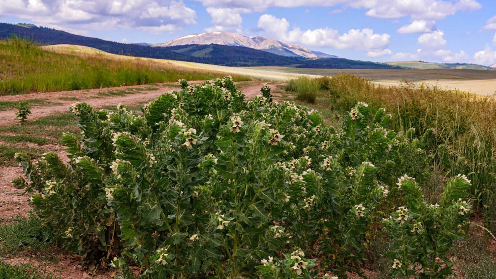 Black henbane is one of the many species of invasive weeds that encroach on Wyoming's wide-open spaces.
