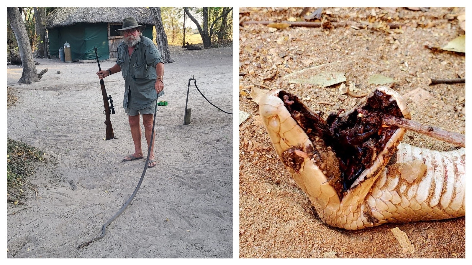 Left, Cody resident David Ball was hunting in Namibia, Africa last week, when a deadly black mamba snake appeared in camp. Right, this is the head of a 10-foot-long black mamba snake killed in Africa by Cody resident Scott Weber last summer. When mambas are killed, their heads are buried deep, because even stepping on a dead snake’s head can result in a fatal venom injection.