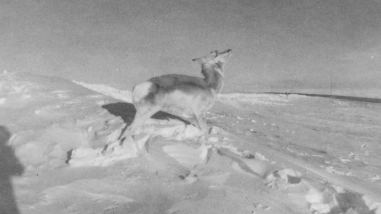 Antelope frozen solid as it ran.