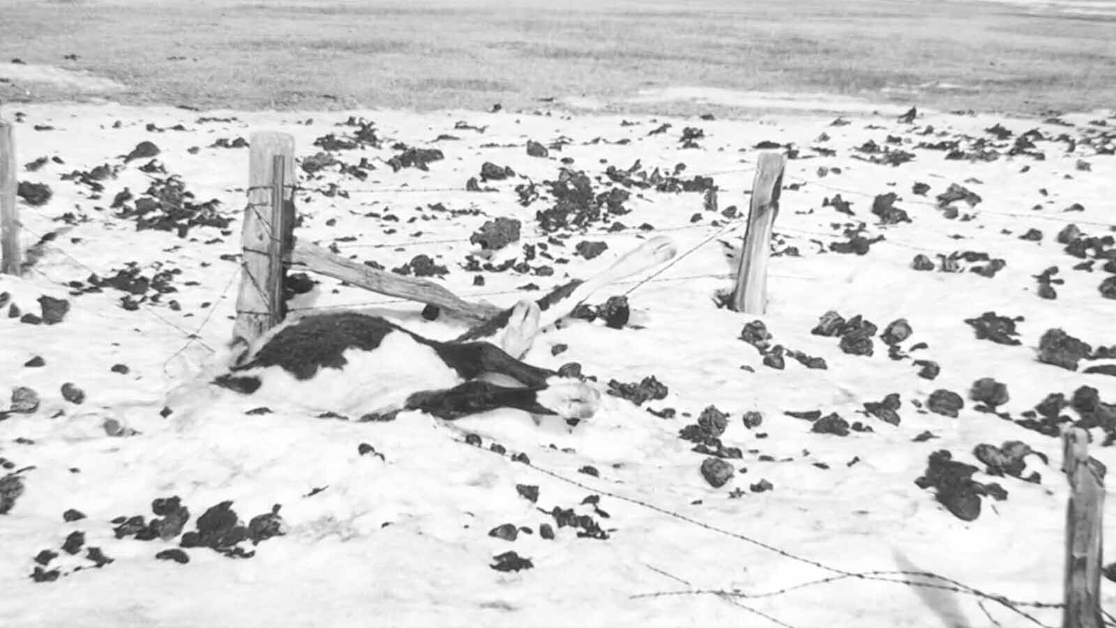 The loss of livestock from the Blizzard of 1949 was devastating for ranchers across Wyoming and other surrounding states.
