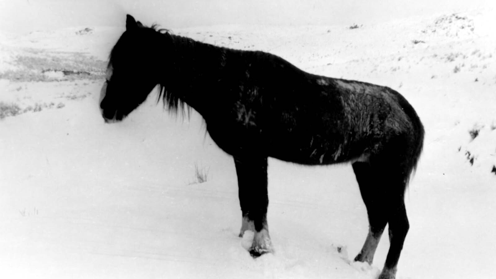 This horse was found frozen to death still standing upright.