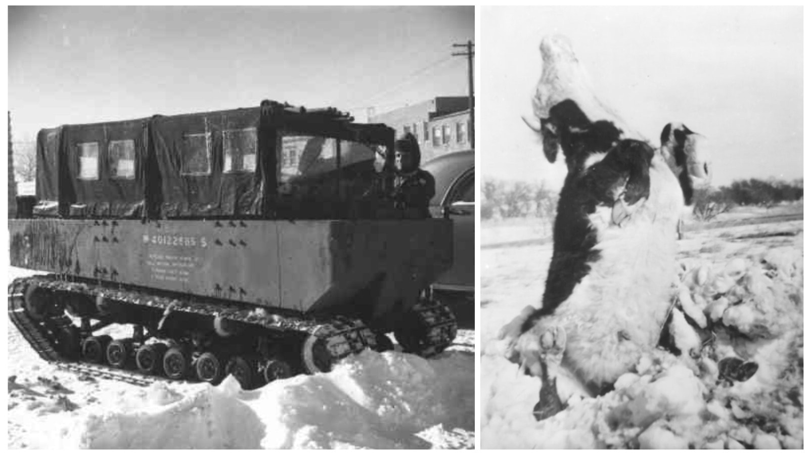 U.S. Army weasels, left, were sometimes the only reliable transportation to otherwise inaccessible places around Wyoming. At right, a cow found frozen upright near Rapid City.